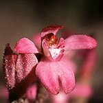 Caladenia nana subsp. nana