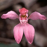 Caladenia nana subsp. nana