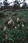 Caladenia longicauda subsp. eminens