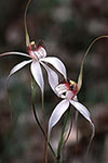 Caladenia longicauda subsp. eminens