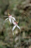 Caladenia longicauda subsp. eminens