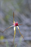 Caladenia heberleana