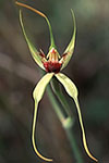 Caladenia procera