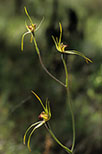 Caladenia procera