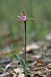 Caladenia hirta subsp. rosea