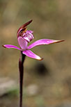 Caladenia hirta subsp. rosea