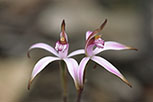 Caladenia hirta subsp. rosea