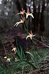 Caladenia flava subsp. sylvestris