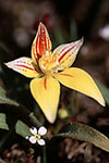 Caladenia flava subsp. flava