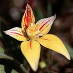 Caladenia flava subsp. flava