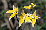 Caladenia flava subsp. flava