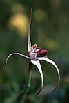 Caladenia nivalis