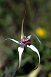 Caladenia nivalis