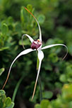 Caladenia nivalis