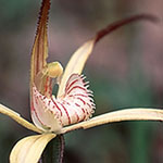 Caladenia polychroma