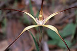 Caladenia polychroma