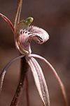 Caladenia vulgata