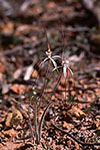Caladenia vulgata