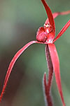 Caladenia filifera