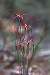 Caladenia filifera
