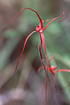 Caladenia filifera