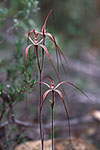 Caladenia filifera