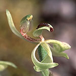 Caladenia bryceana subsp. bryceana