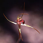 Caladenia arrecta