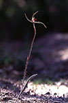 Caladenia arrecta