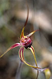 Caladenia heberleana