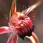 Caladenia heberleana