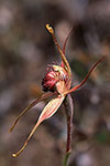 Caladenia heberleana