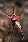 Caladenia heberleana
