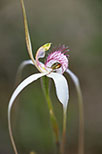 Caladenia longicauda subsp. longicauda