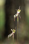 Caladenia doutchiae