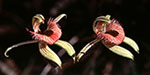Caladenia discoidea