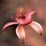 Caladenia discoidea