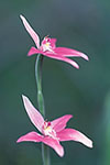 Caladenia latifolia