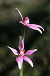 Caladenia latifolia