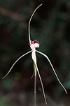 Caladenia splendens