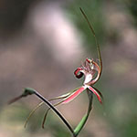 Caladenia arenicola