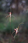 Caladenia arenicola