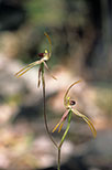 Caladenia magniclavata