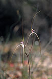 Caladenia sp.