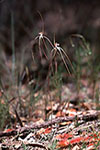 Caladenia sp.