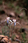 Caladenia longicauda subsp. longicauda