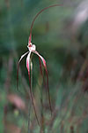 Caladenia chapmanii