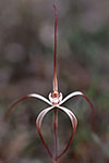 Caladenia sp.