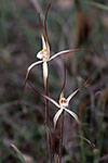 Caladenia polychroma
