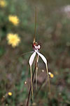 Caladenia longicauda subsp. longicauda